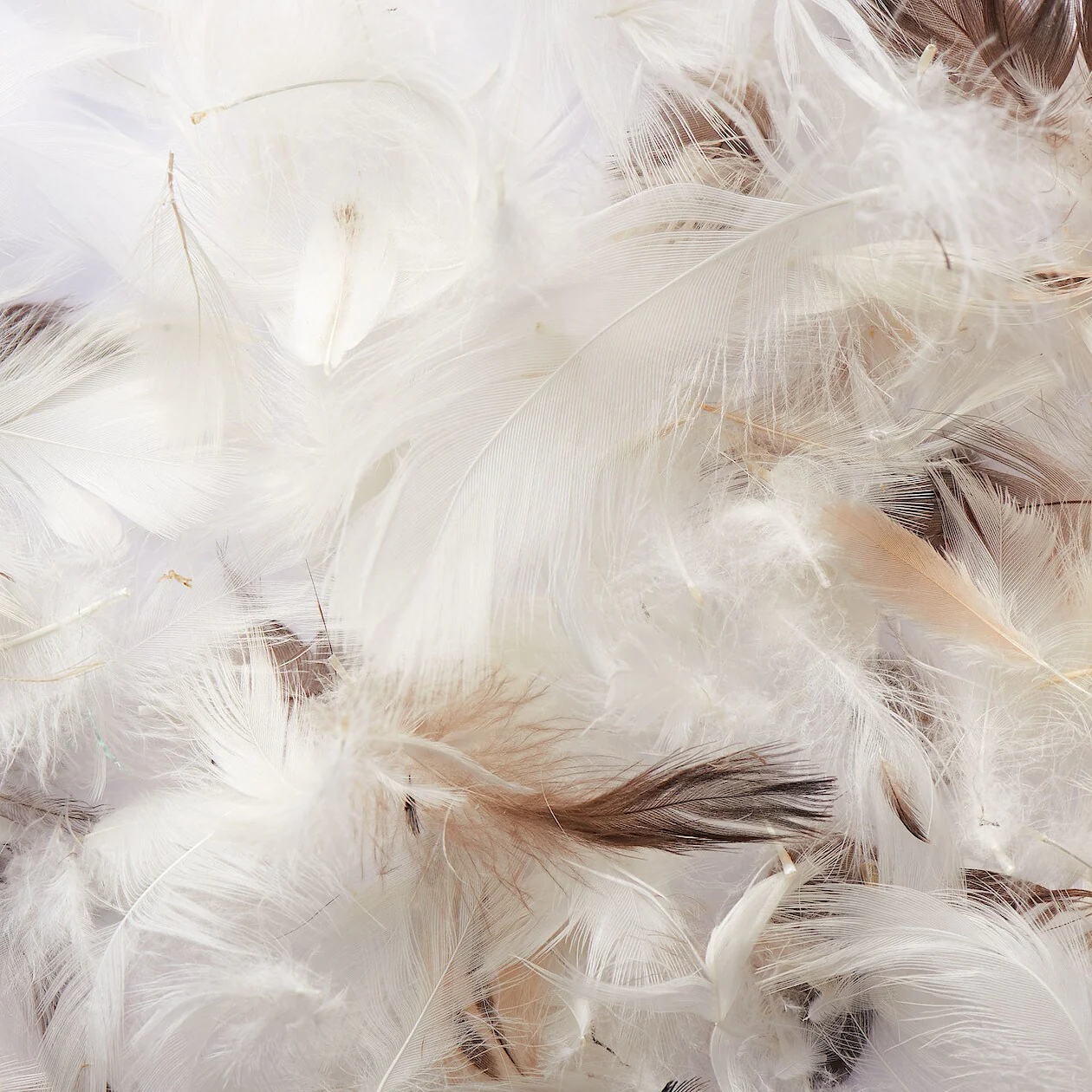 Feather Cushion Insert - Image 2